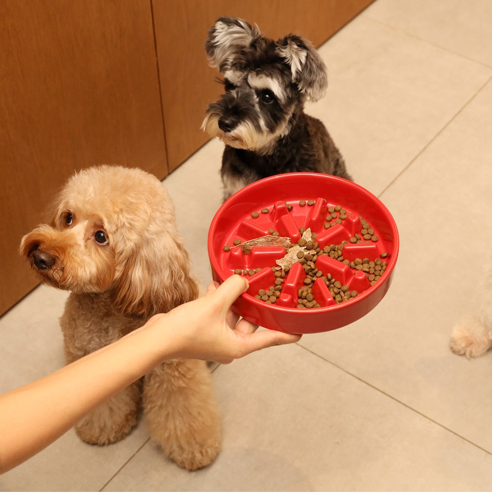 [Spark] Slow Feeder Dog Bowls - Red / Green / Blue - Trendy Life Gadgets